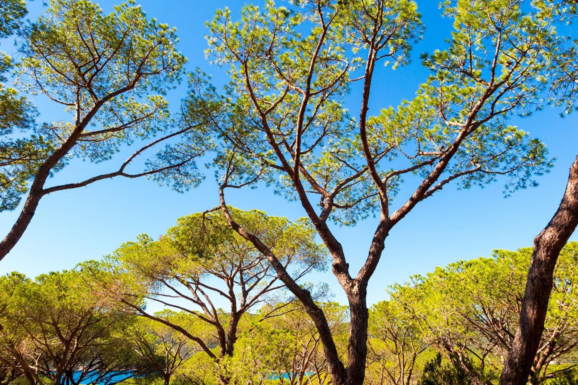 Camping Lacona Pineta Capoliveri  Exterior photo